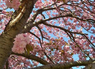Tree with Blossoms - Recreational Activities